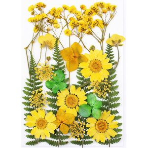 Πεπιεσμένα λουλούδια για Ρητίνη – Μαργαρίτες και φτέρες